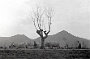 Tre coppie di buoi trainano l'aratro. Alla fine uno degli animali crolla a terra.Aprile 1956.(Oscar Mario Zatta) 1